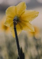 Narcis, kleur