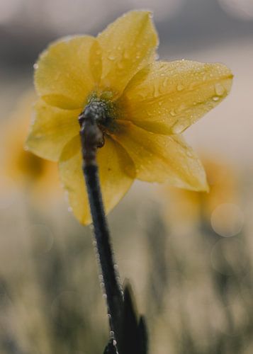 Daffodil, color