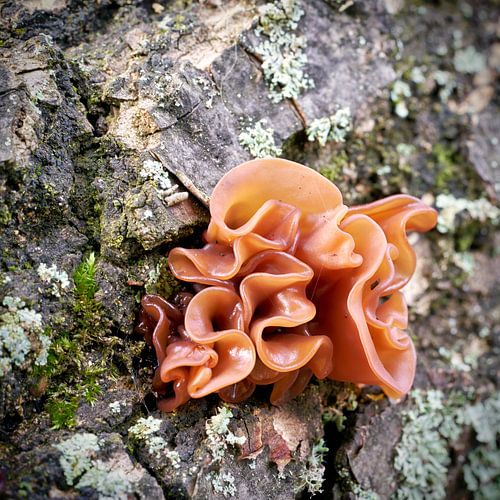 Judasoor, Auricularia auricula-judae in het bos op een dode boomstam