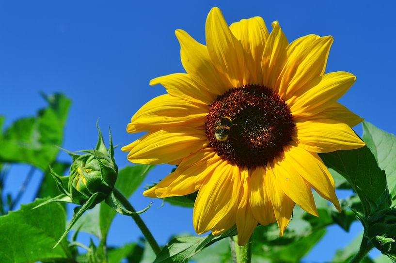 Sonnenaufgang par Edgar Schermaul