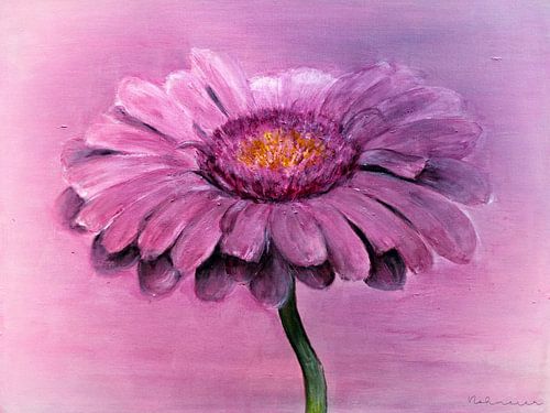 Gerbera