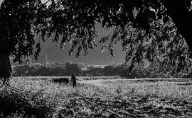 Boer - Vinales - Cuba von Annemarie Winkelhagen