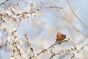 Atalanta-Schmetterling auf blühendem Schlehdorn