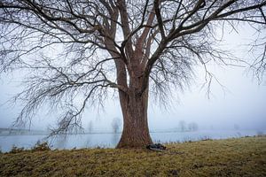 Boom aan de Maas in de Mist van Zwoele Plaatjes