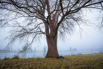 Tree on the Meuse in the Mist by Zwoele Plaatjes