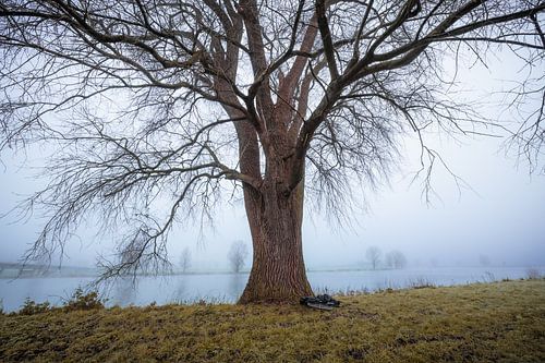Boom aan de Maas in de Mist