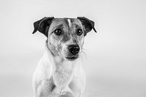 Hund, Jack Russell Terrier in Schwarz-Weiß von Anne Marie Hoogendijk