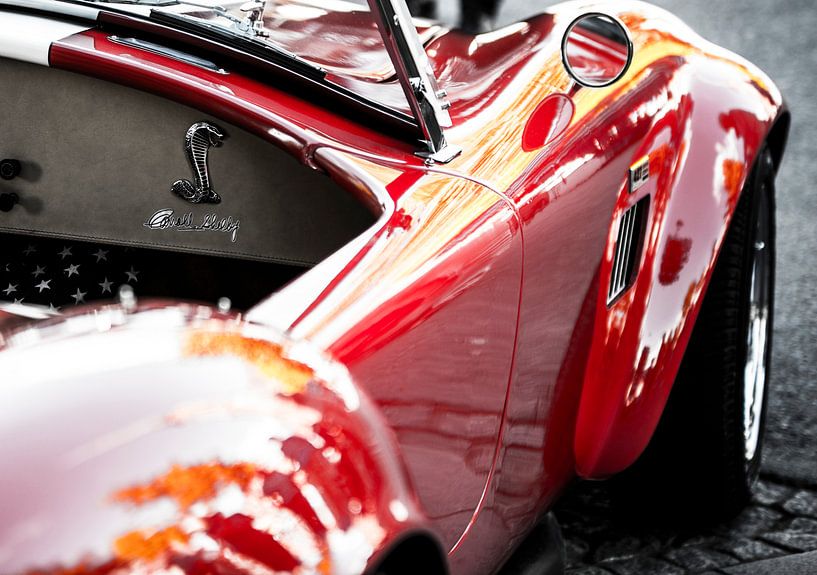 shelby by Robby Stifter