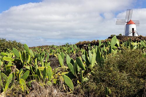 Field with prickly pears and windmill in the background on Lanzarote