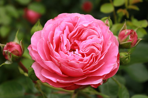 Rosa Pfingstrose