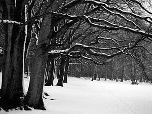 Winterwald in Schwarz und Weiß