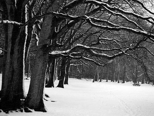 Winter Forest in Black and White by Dagmar Pels