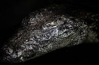 The portrait of a crocodile by Steven Dijkshoorn thumbnail