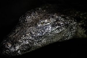 Das Porträt eines Krokodils von Steven Dijkshoorn