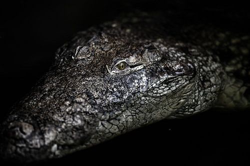 Het portret van een krokodil