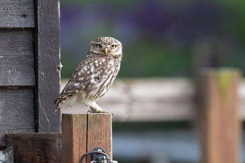 Steenuil op de uitkijk heeft mij in de smiezen.