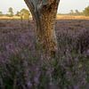Stray tree stump on the heath by Luci light