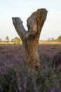 Stray tree stump on the heath by Luci light thumbnail