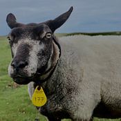 Anne Ploeg Profilfoto