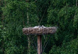 Storchennest mit Jungstörchen (Ciconia ciconia)