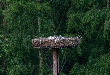 Ooievaarsnest met jonge ooievaars (Ciconia ciconia)