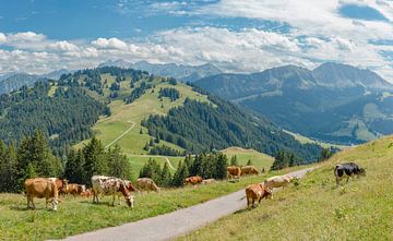Bergweide met koeien in de omgeving van La Lécherette, Château-d'Oex, Canton Vaud, Zwitserland
