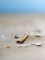 Schiermonnikoog, stilleven van scheermesjes op het strand