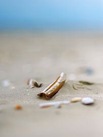 Schiermonnikoog, nature morte de lames de rasoir sur la plage