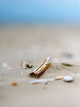 Schiermonnikoog - stilleven van scheermesjes op het strand