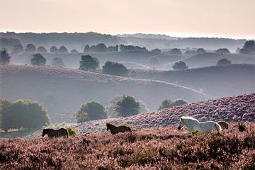 Icelandic horses run through the captivating moors.