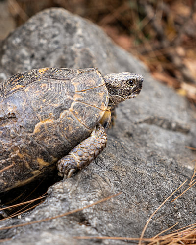 The Path of Patience – Tortoise on a rock