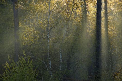 Rayons de soleil dans la forêt