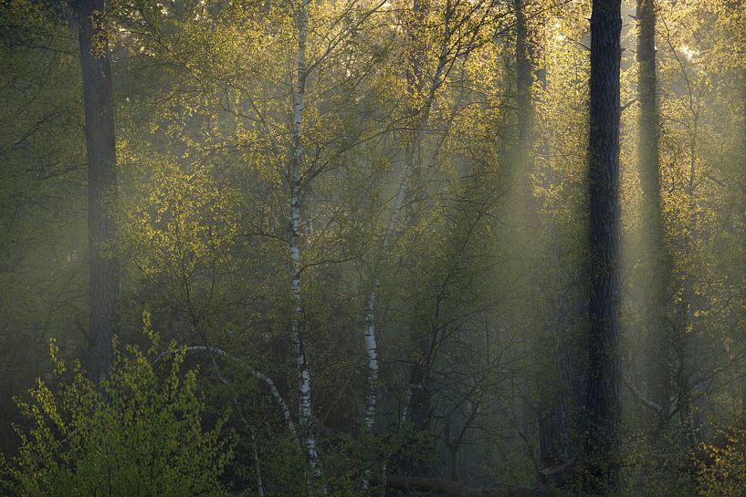 Sunbeams in the forest by Jarno van Bussel