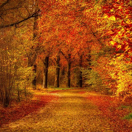 Autumn gold, the magic of autumn by Gea Veenstra