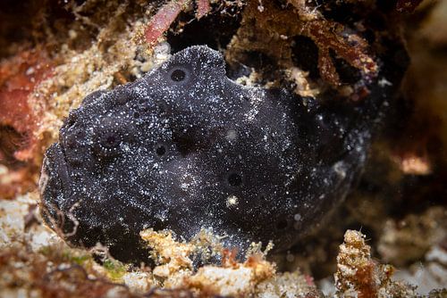 Anglerfish @ Komodo, Indonesia
