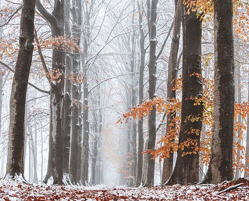 Genieten van de eerste sneeuw