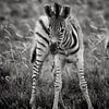 young zebra van Paul Piebinga