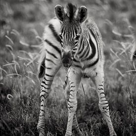 young zebra van Paul Piebinga