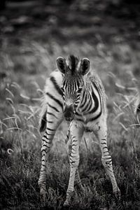 young zebra sur Paul Piebinga