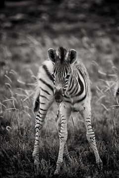 young zebra