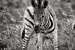 young zebra van Paul Piebinga