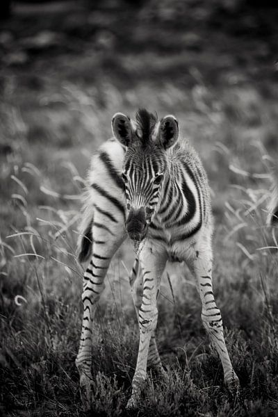 young zebra par Paul Piebinga