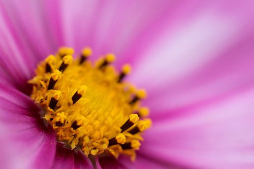Macro flower