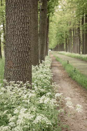 Avenue du domaine Oldenaller à Putten avec du persil des vaches en fleur sur Mayra Fotografie