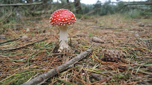 Vliegenzwam in het bos