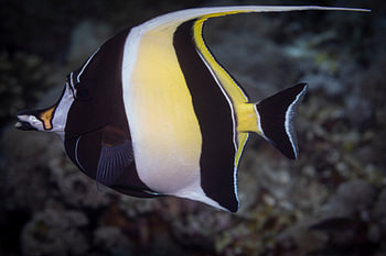 Pennantfish @ Komodo Island, Indonesia