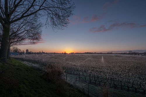 Beregenen fruitbomen in Beesd