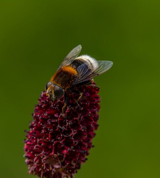 Blume mit Insekten-Gartentuch von Evelien van der Horst