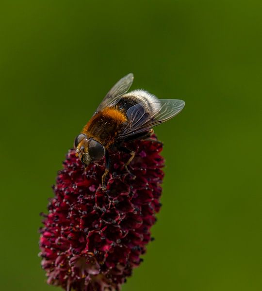 bloem met insect tuindoek van Evelien van der Horst