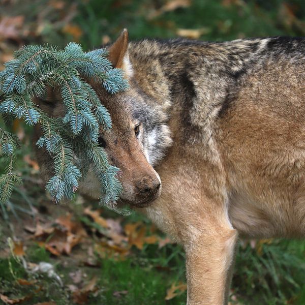 The bad wolf by Heike Hultsch